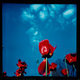 Untitled (Red tulips)