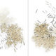 Disperse