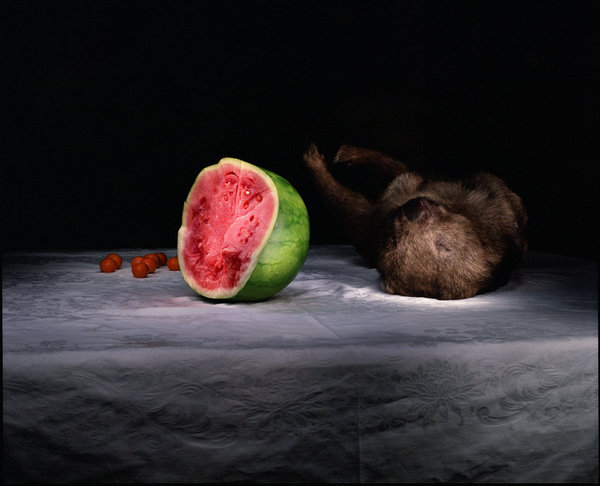 Wombat with Watermelon