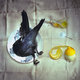 Crow with Salt