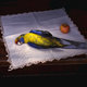Tasmanian Rosella with Serviette