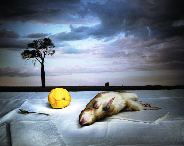 Bandicoot with Quince