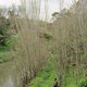 Crossing the Merri