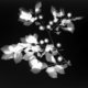 Traces of Memory - Plum Tree