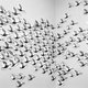 Photo document of flying wall ducks