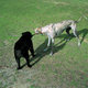 2 Sticks