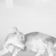 Study of a Calf: Bos Taurus